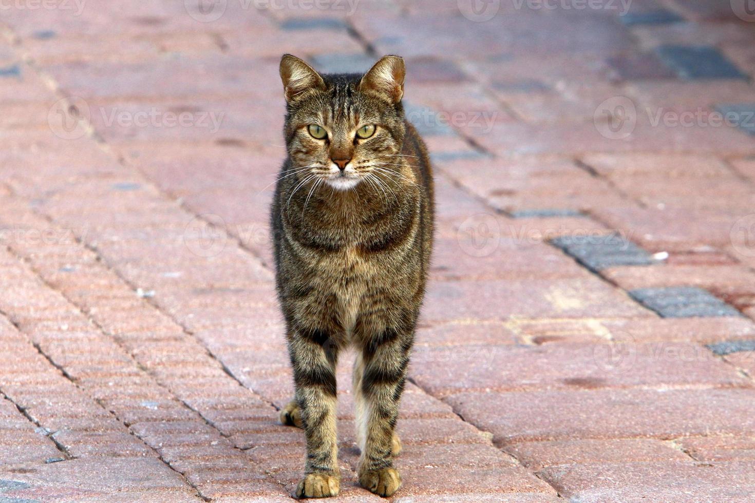 le chat domestique est un mammifère de la famille des félins de l'ordre des carnivores. photo