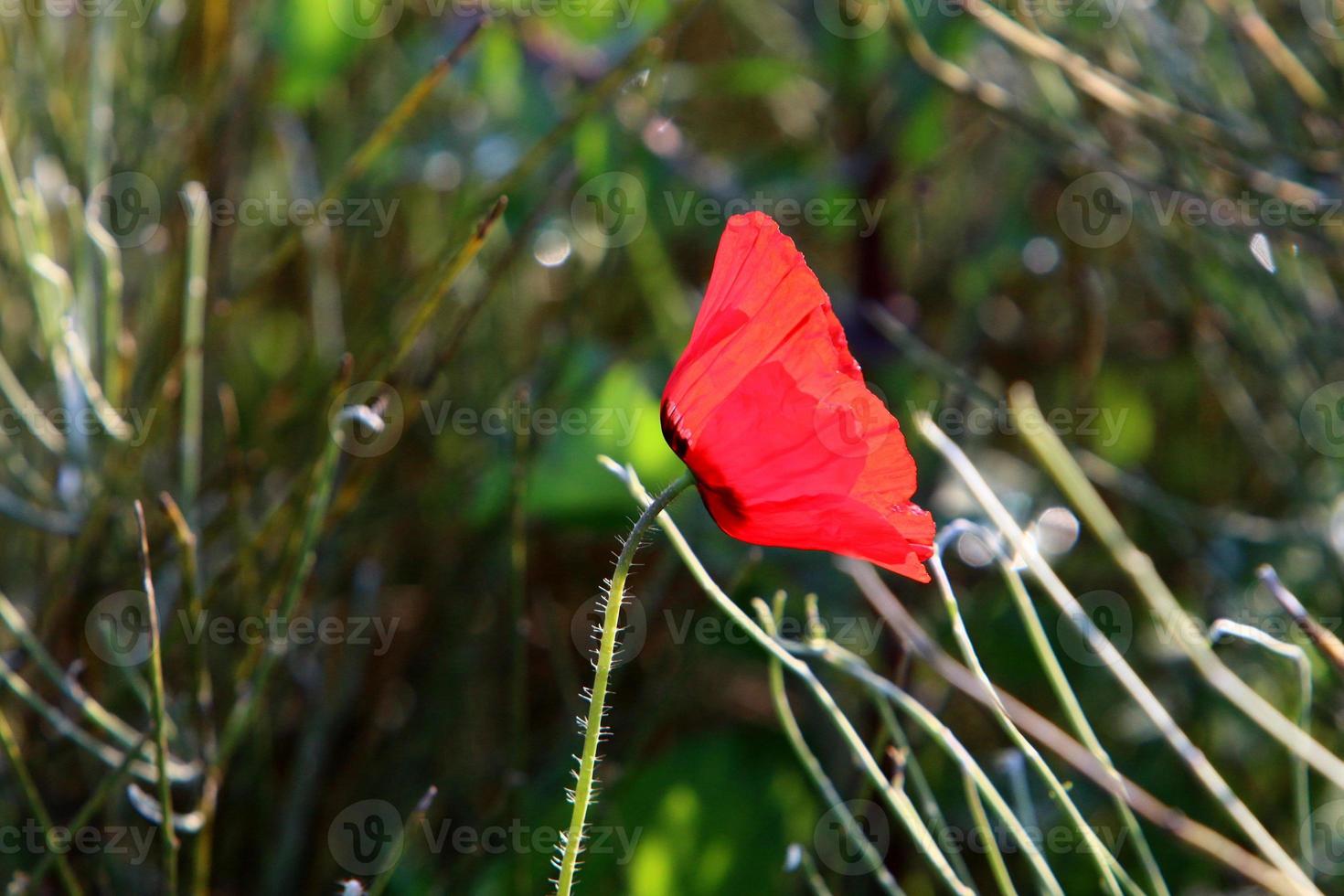 fleurs d'été dans un parc de la ville d'israël. photo