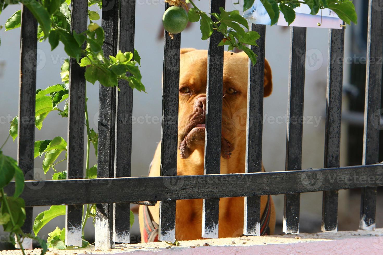 le chien est assis derrière une haute clôture. photo