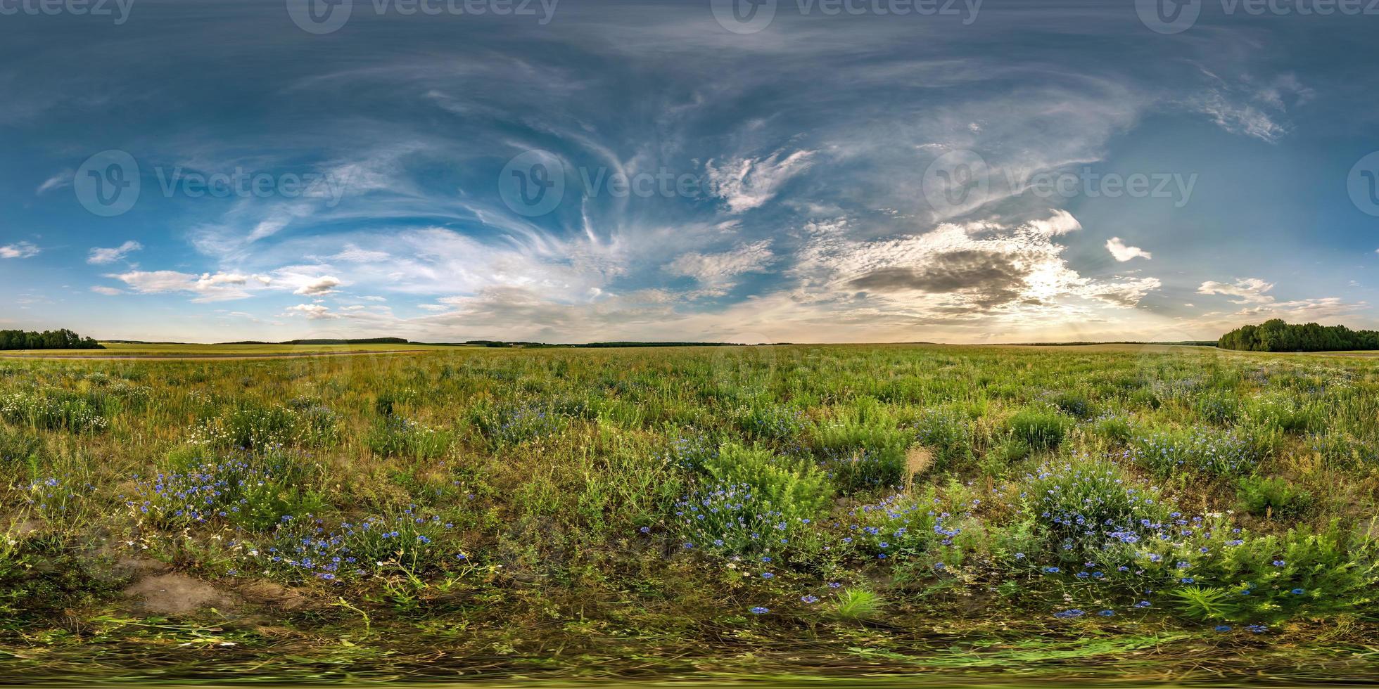 panorama hdri sphérique complet et harmonieux vue d'angle à 360 degrés parmi les champs de bleuets en soirée d'été coucher de soleil avec de beaux nuages en projection équirectangulaire, prêt vr ar contenu de réalité virtuelle photo