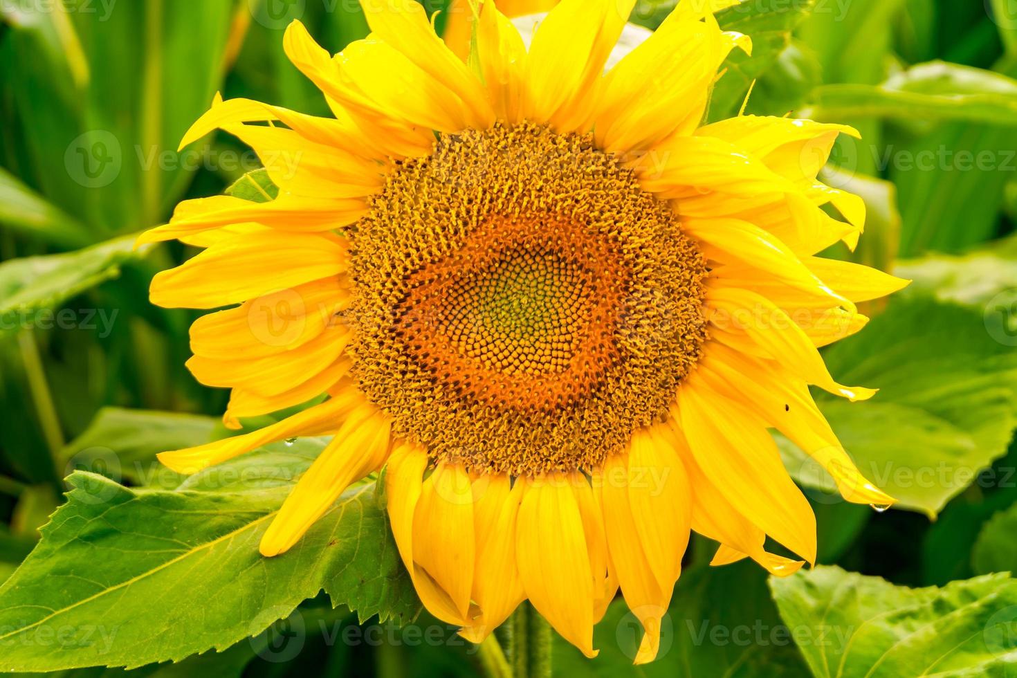 tournesols jaune vif en pleine floraison dans le jardin pour l'huile améliore la santé de la peau et favorise la régénération cellulaire photo