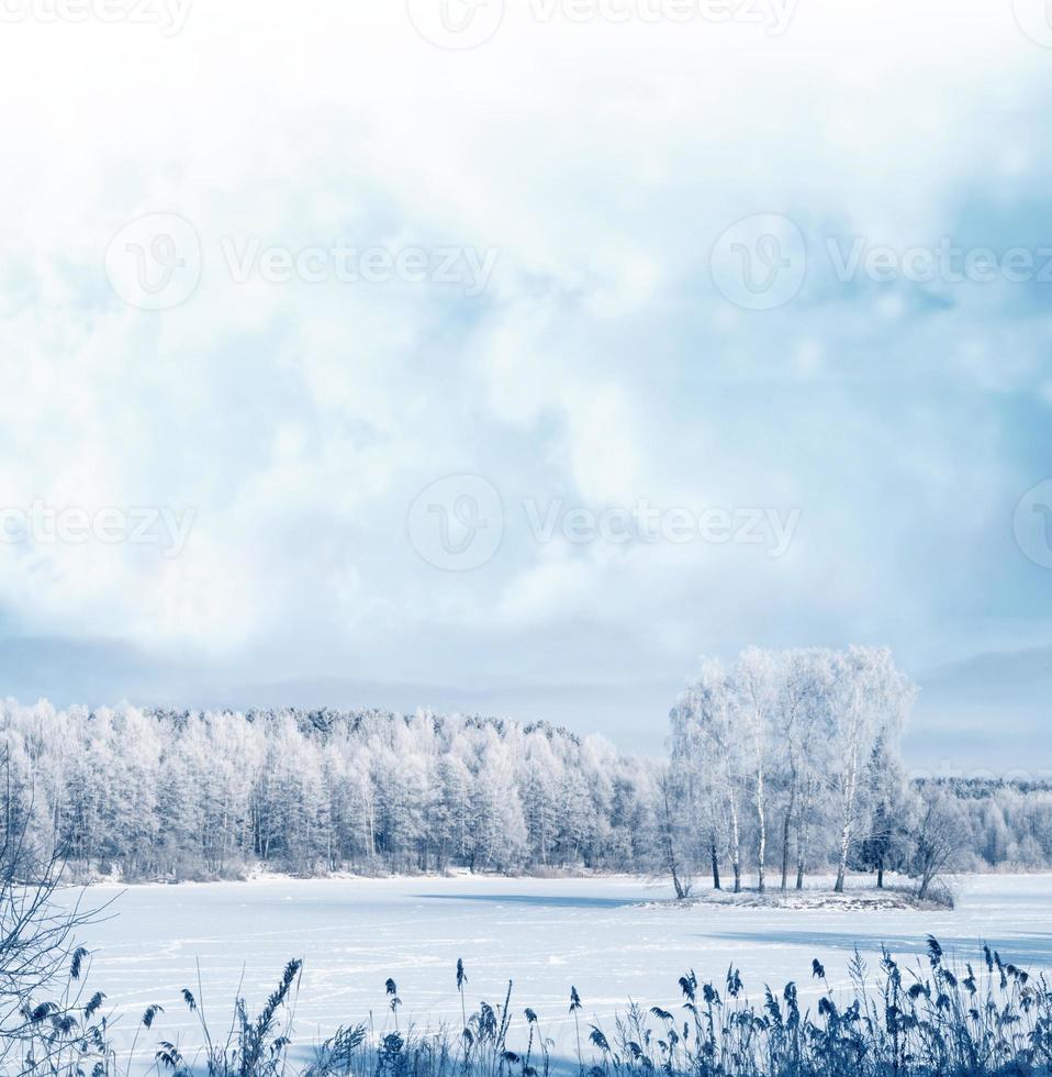 forêt d'hiver gelée avec des arbres couverts de neige. photo