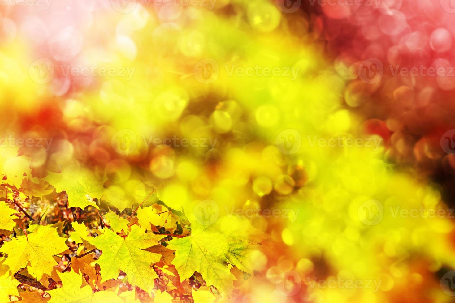 paysage d'automne. belles feuilles. arbres colorés. feuillage photo