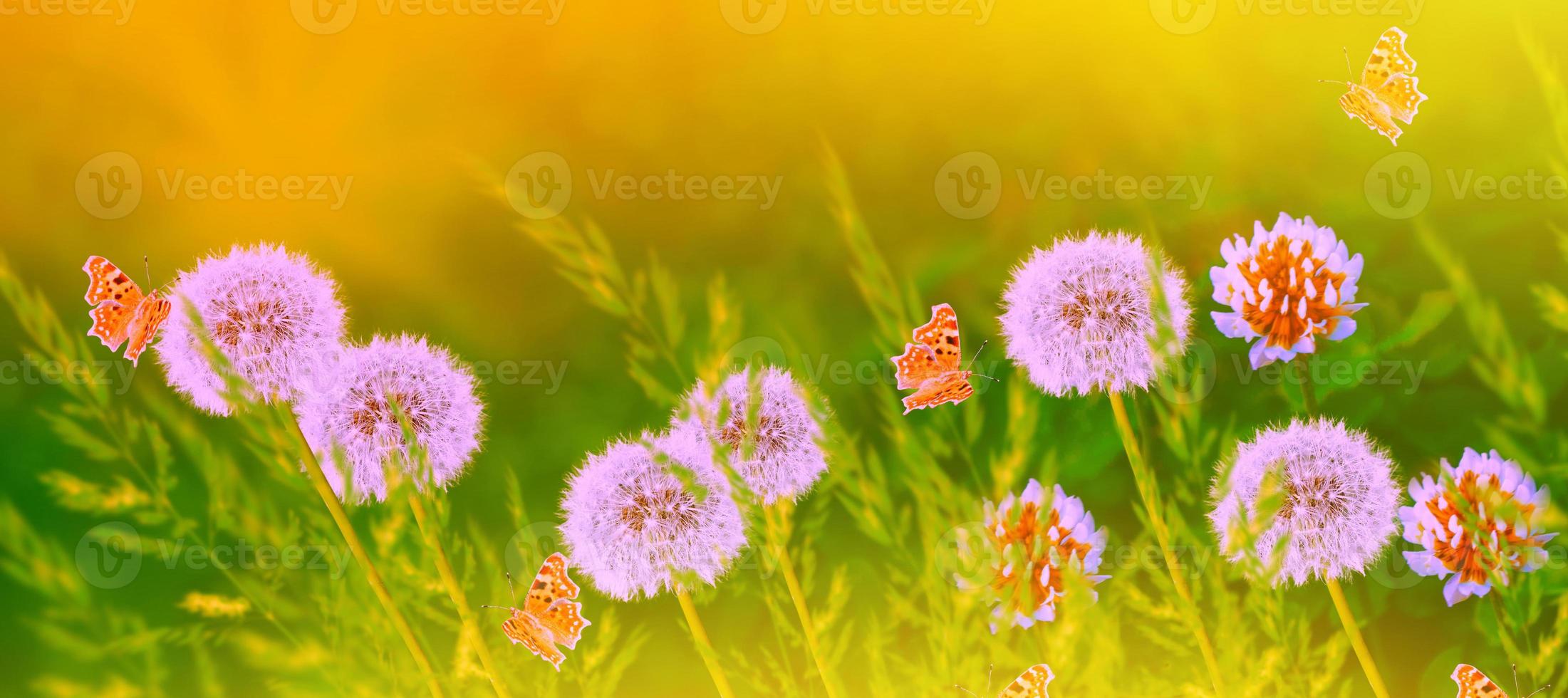 fleur de pissenlit moelleuse sur fond de paysage d'été. photo