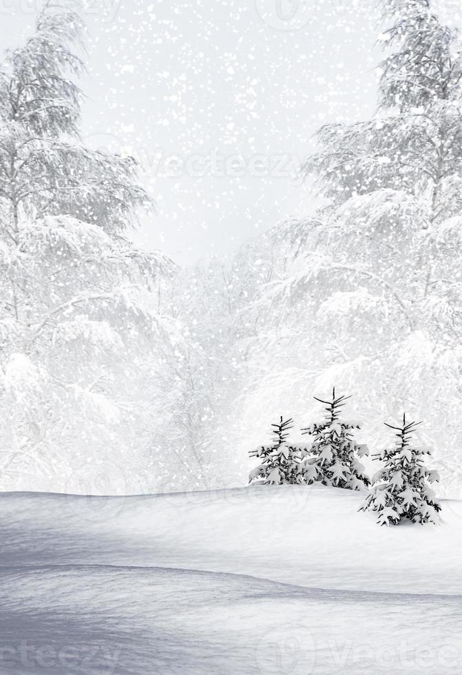 forêt d'hiver. paysage d'hiver. photo
