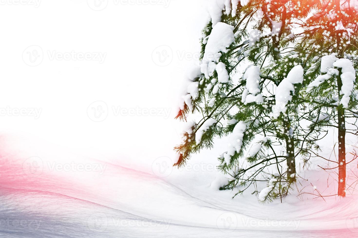 paysage d'hiver. arbres couverts de neige photo