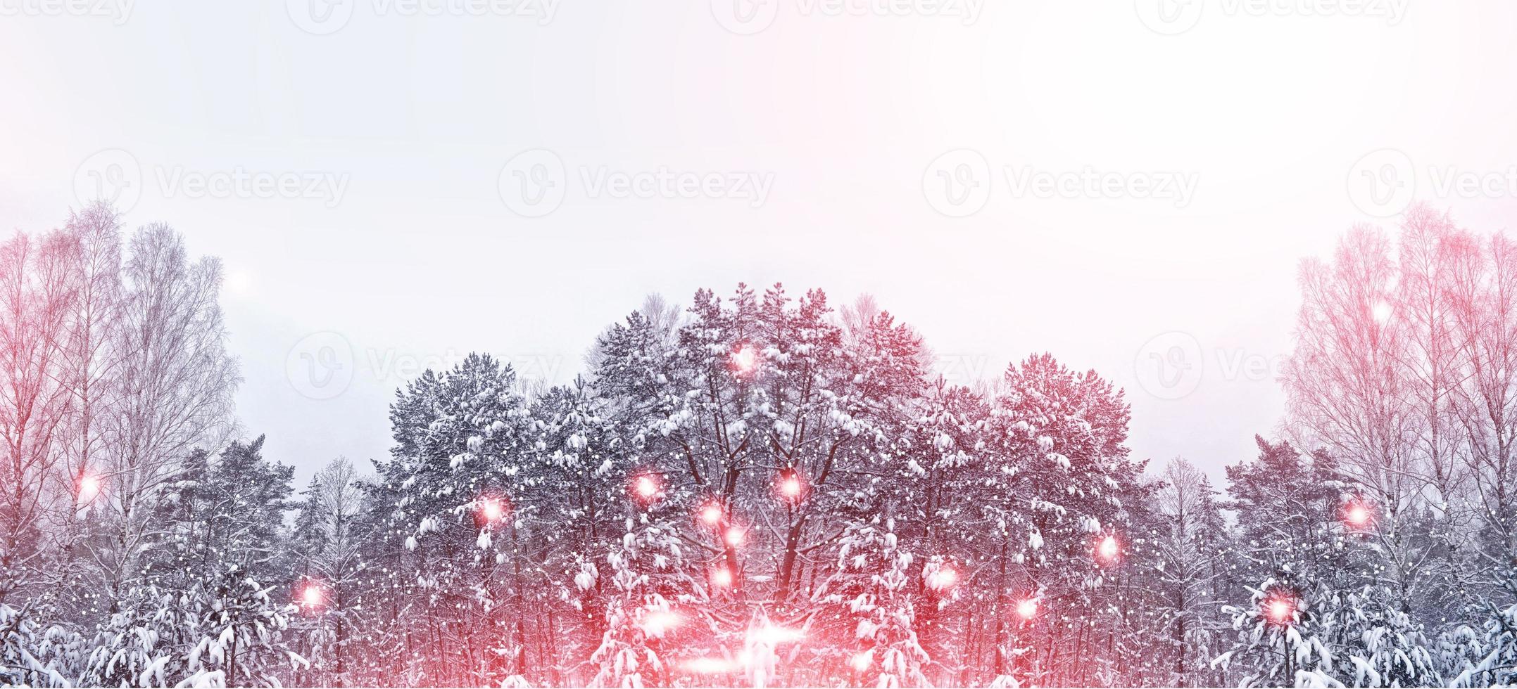 forêt sous le gel. paysage d'hiver. arbres couverts de neige. photo