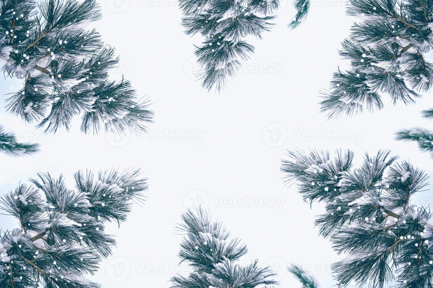 forêt sous le gel. paysage d'hiver. arbres couverts de neige. photo