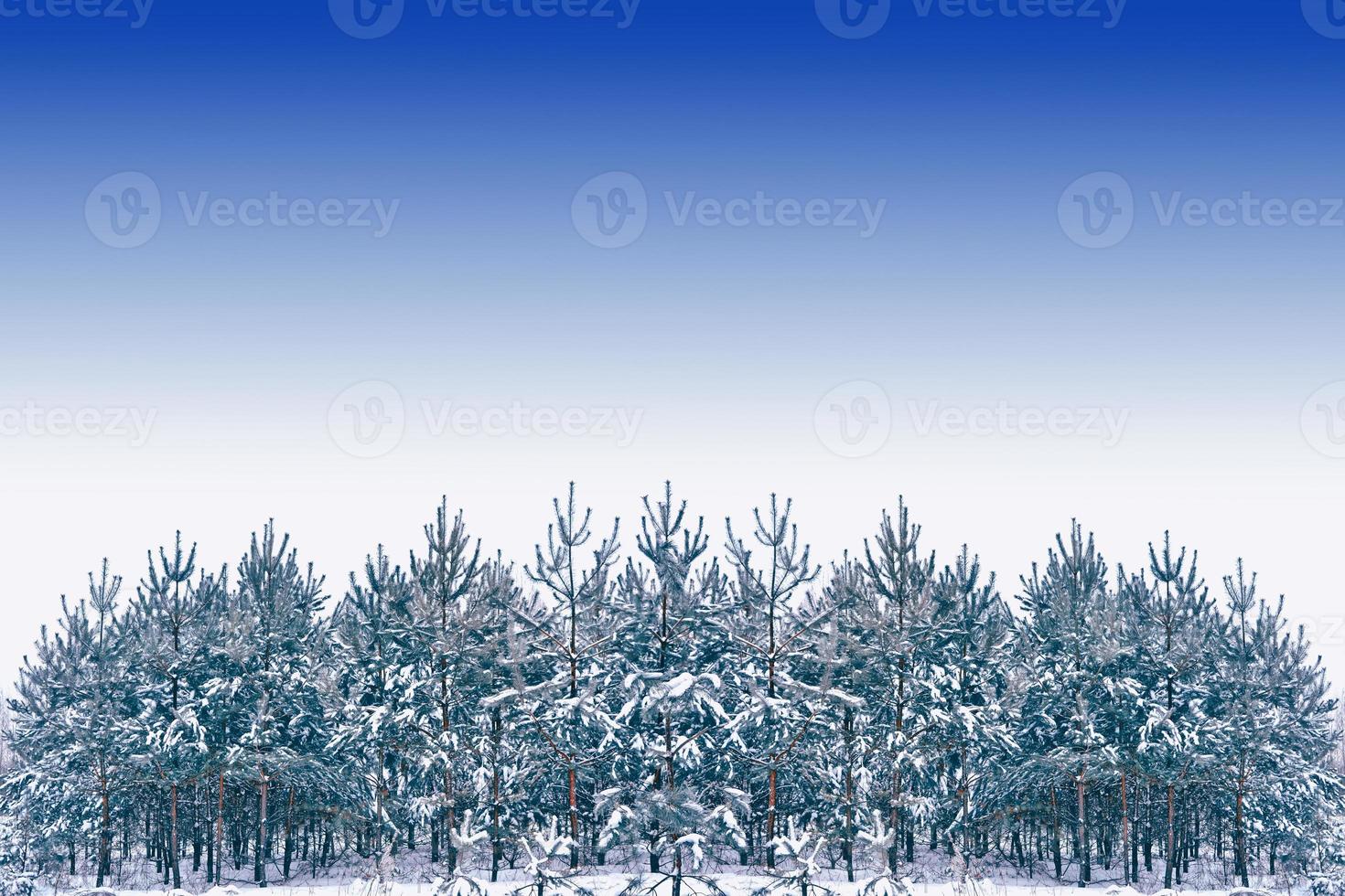 forêt d'hiver gelée avec des arbres couverts de neige. photo