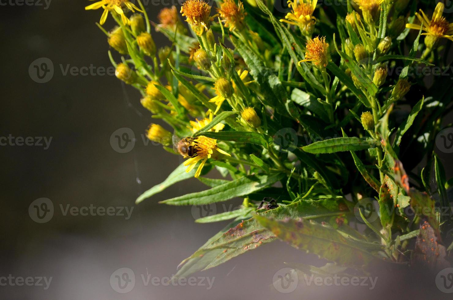 abeille pollinisant une fleur photo