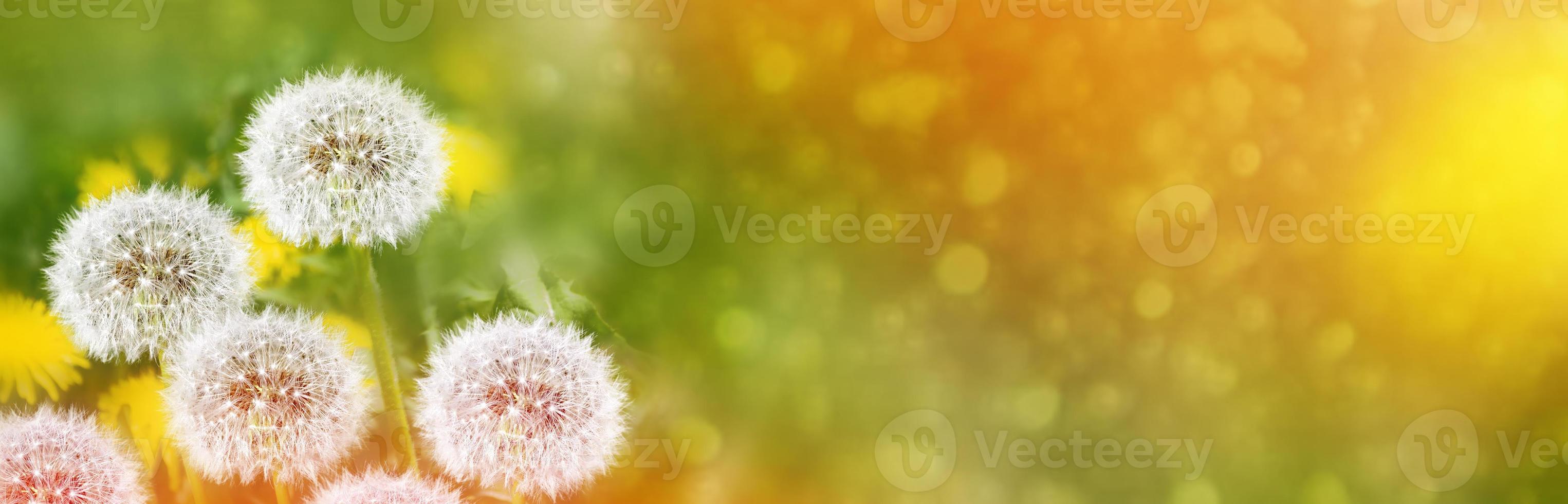 fleur de pissenlit moelleuse sur fond de paysage d'été. photo