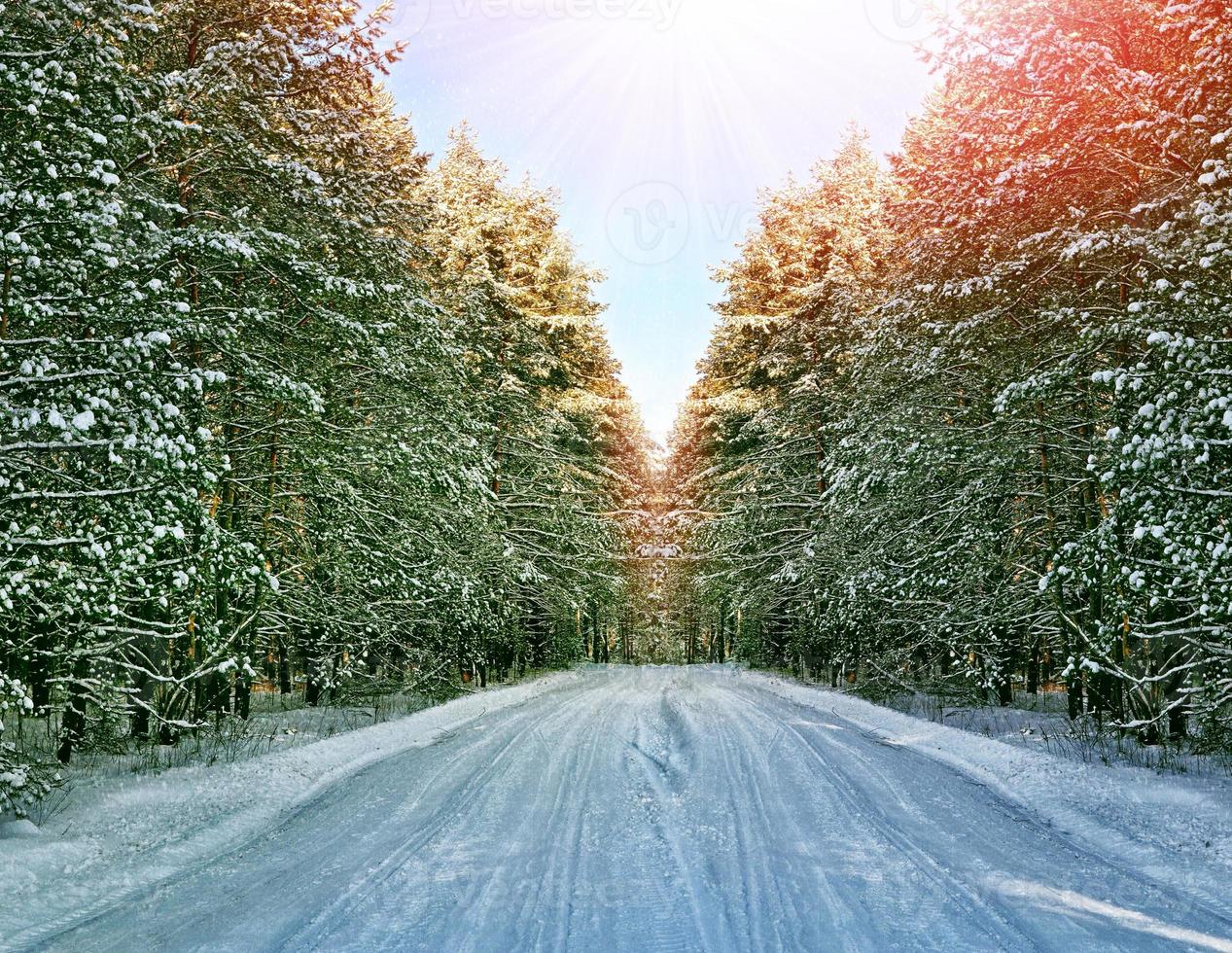 les bois. paysage d'hiver. arbres couverts de neige. chemin forestier photo