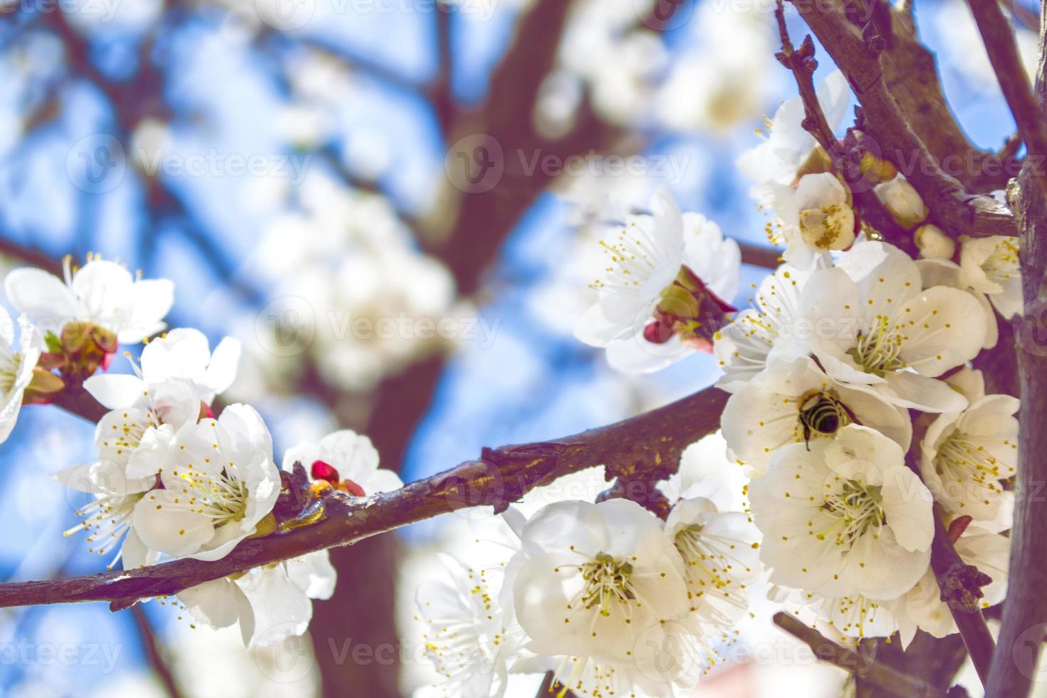 pomme de branche en fleurs. photo