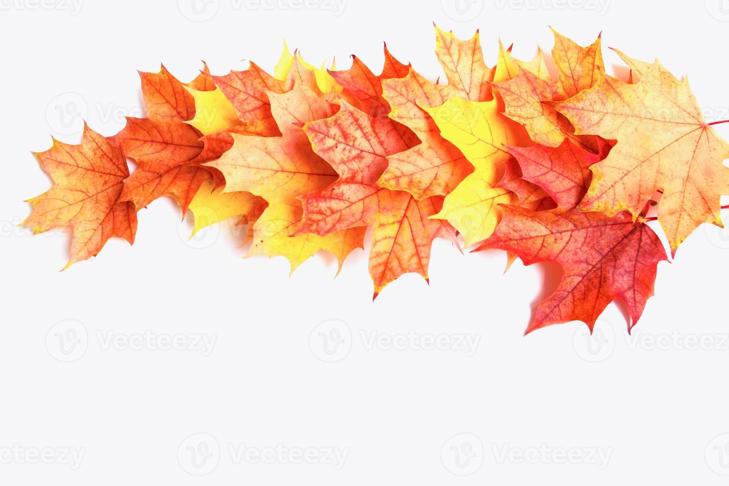 feuilles d'automne aux couleurs vives photo