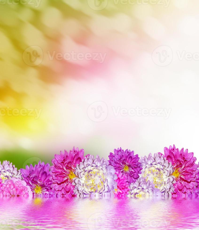 asters de fleurs d'automne. paysage. photo