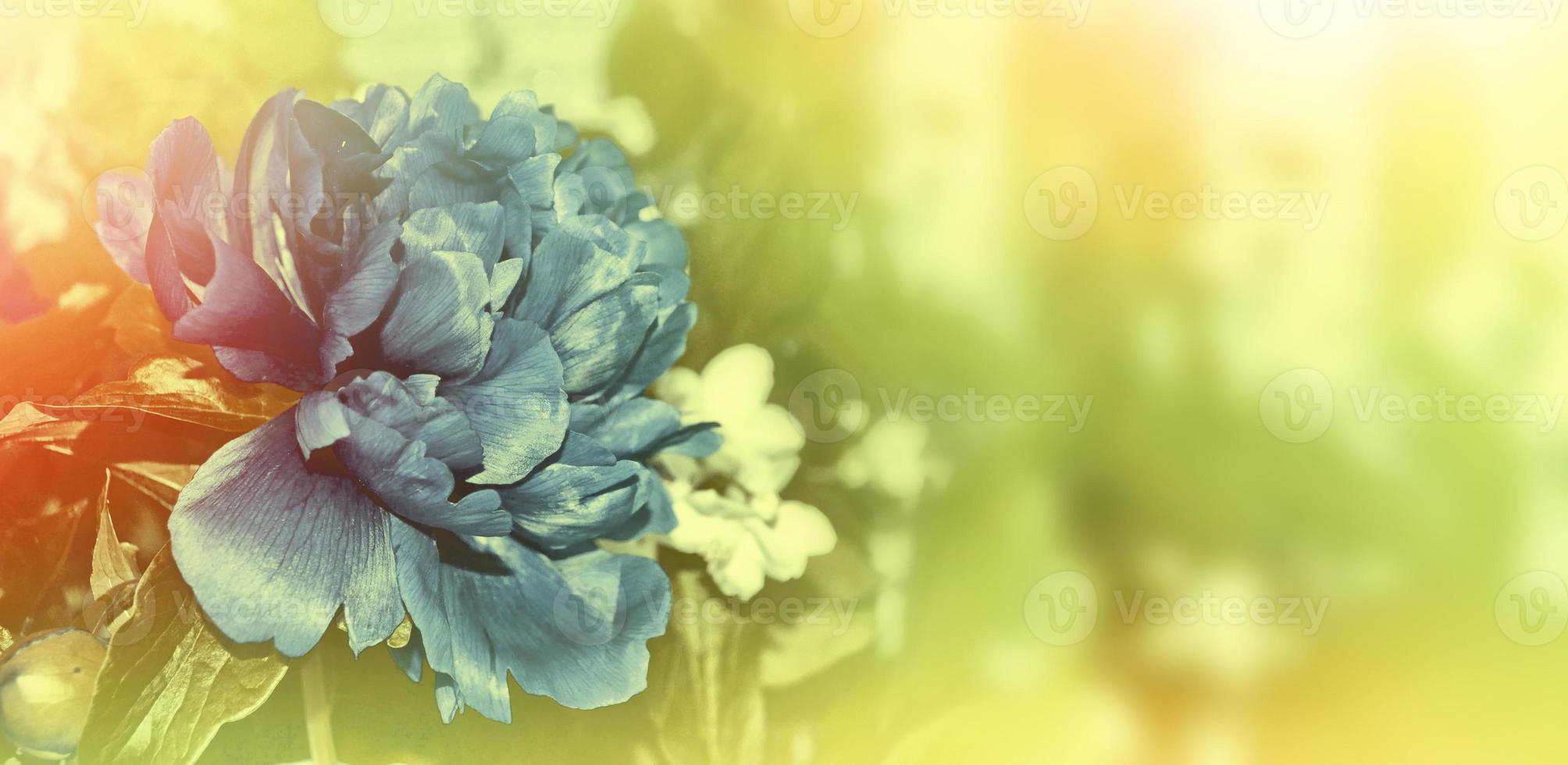 pivoines de fleurs aux couleurs vives photo