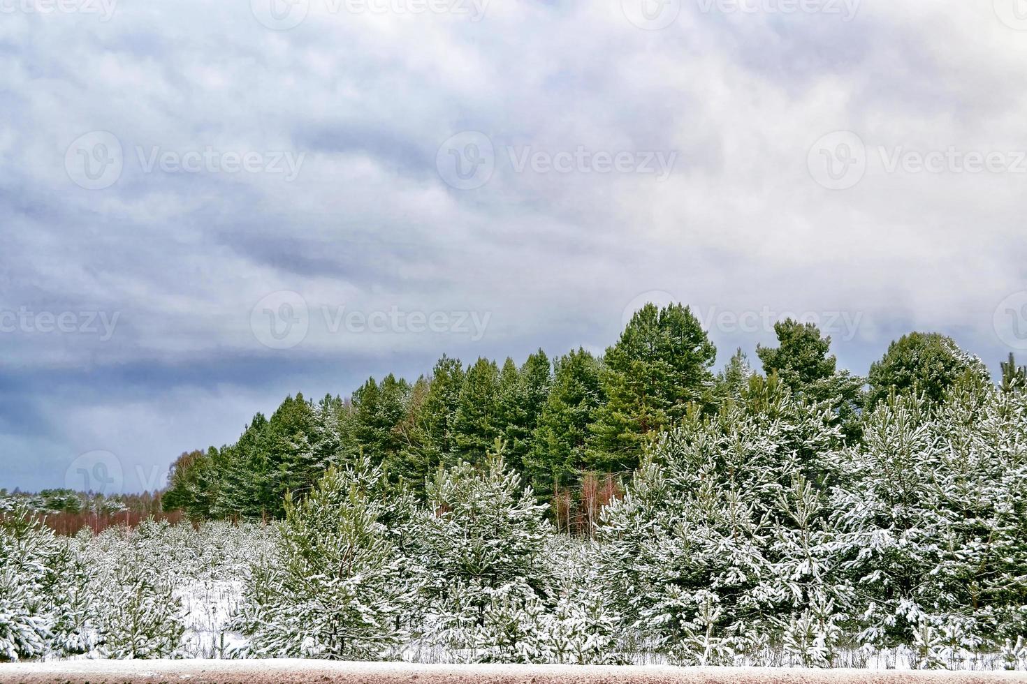 forêt sous le gel. paysage d'hiver. arbres couverts de neige. photo