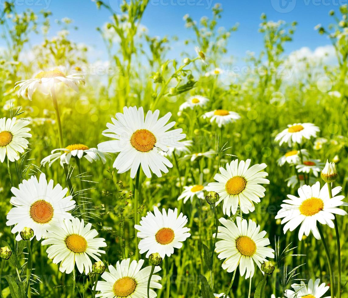 marguerites de fleurs sauvages. la nature. photo