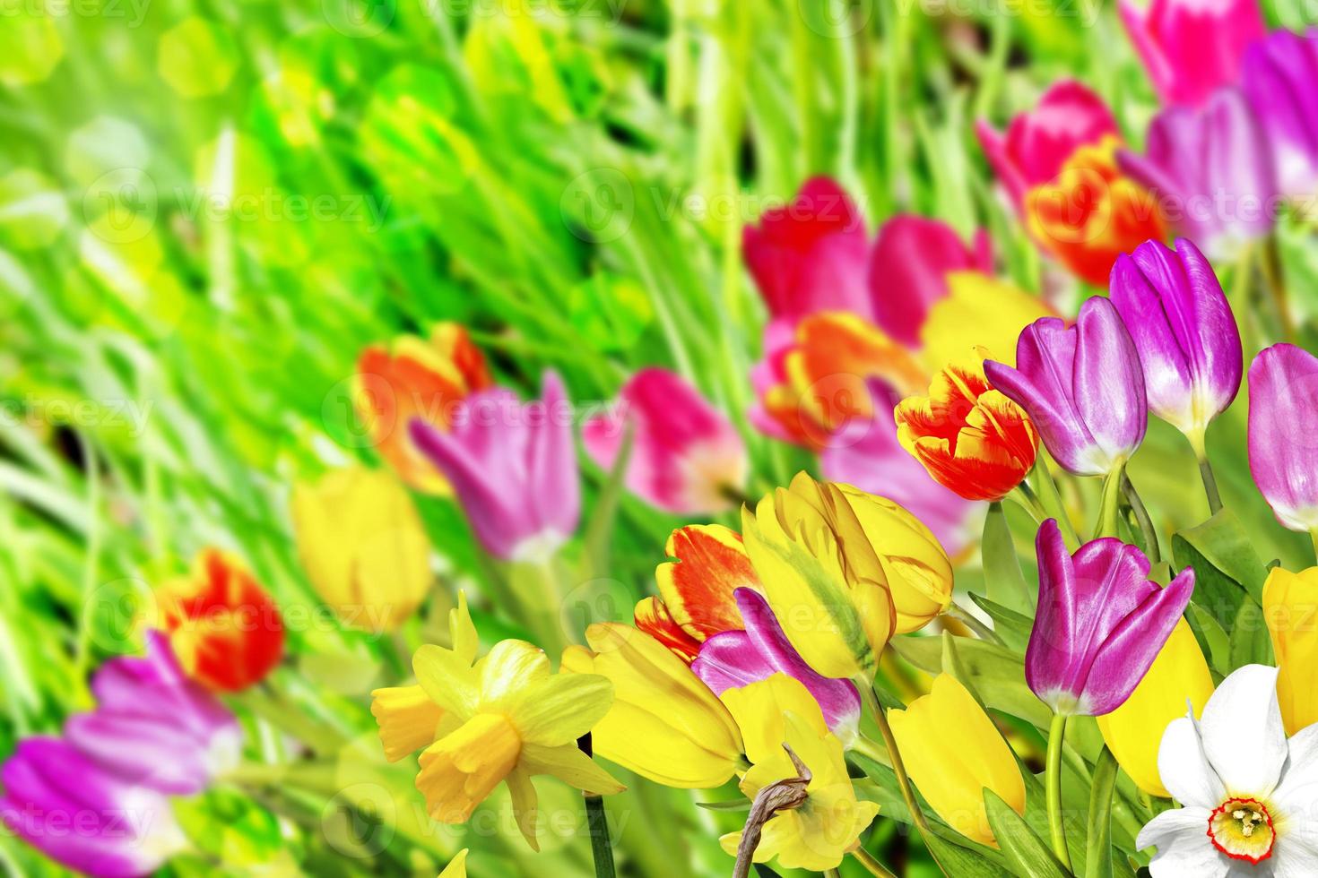 fleurs de printemps jonquilles et tulipes photo