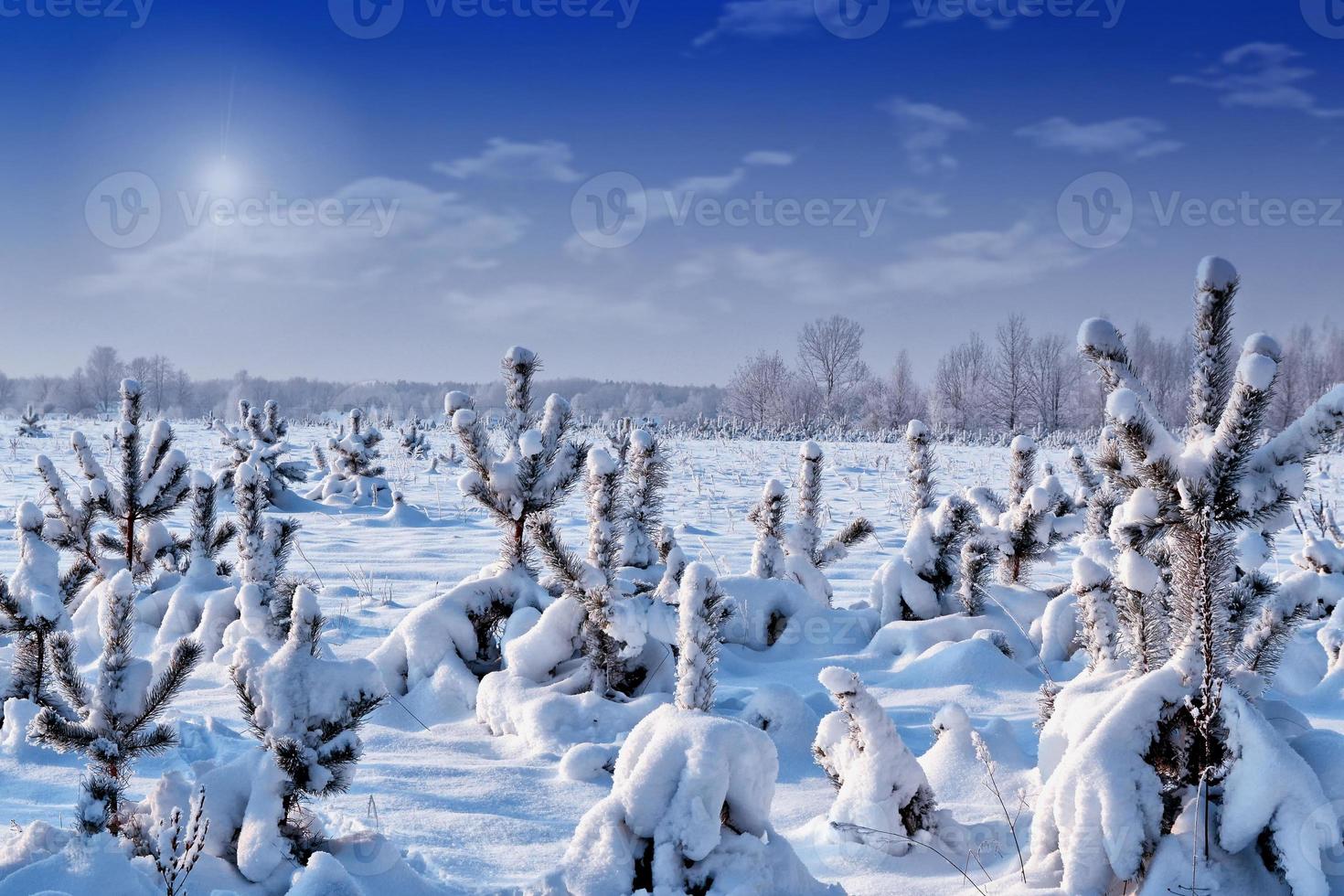 forêt d'hiver gelée avec des arbres couverts de neige. photo