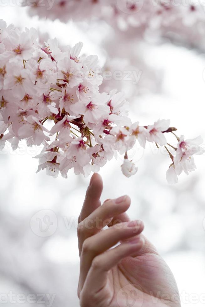 main de personne essayant de toucher les fleurs de cerisier photo