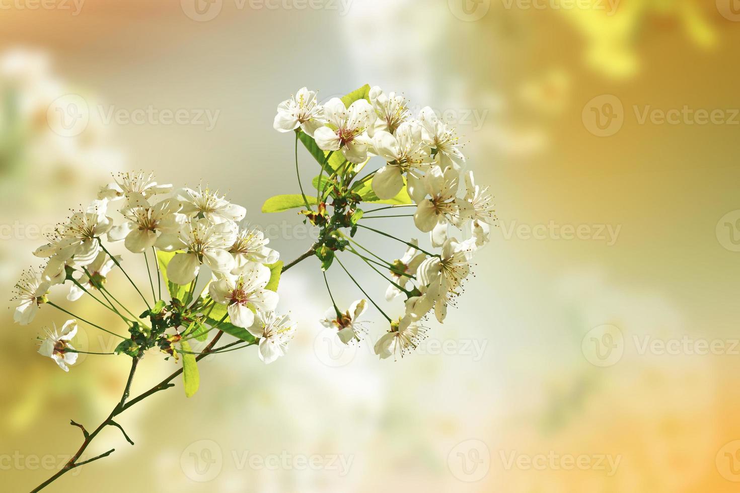 pomme de branche en fleurs. photo