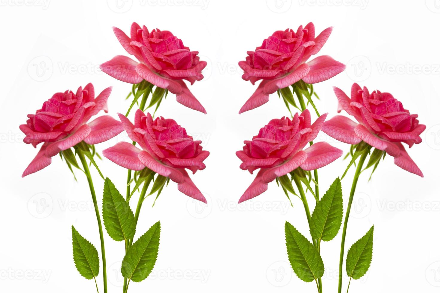 cinq roses sur fond blanc. fond floral photo