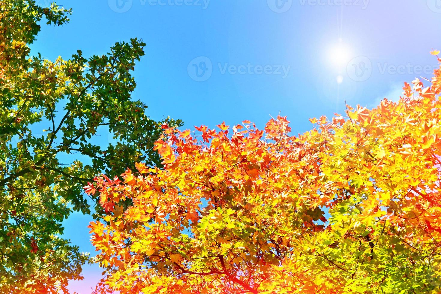 paysage d'automne avec des arbres lumineux colorés. été indien photo