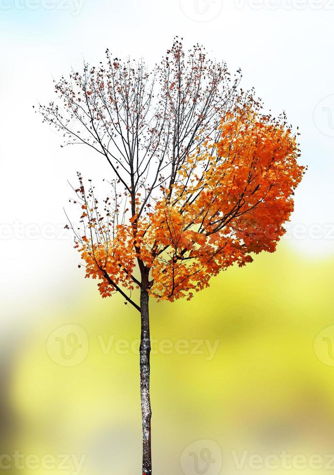 paysage d'automne. beaux arbres d'automne colorés dans le parc photo