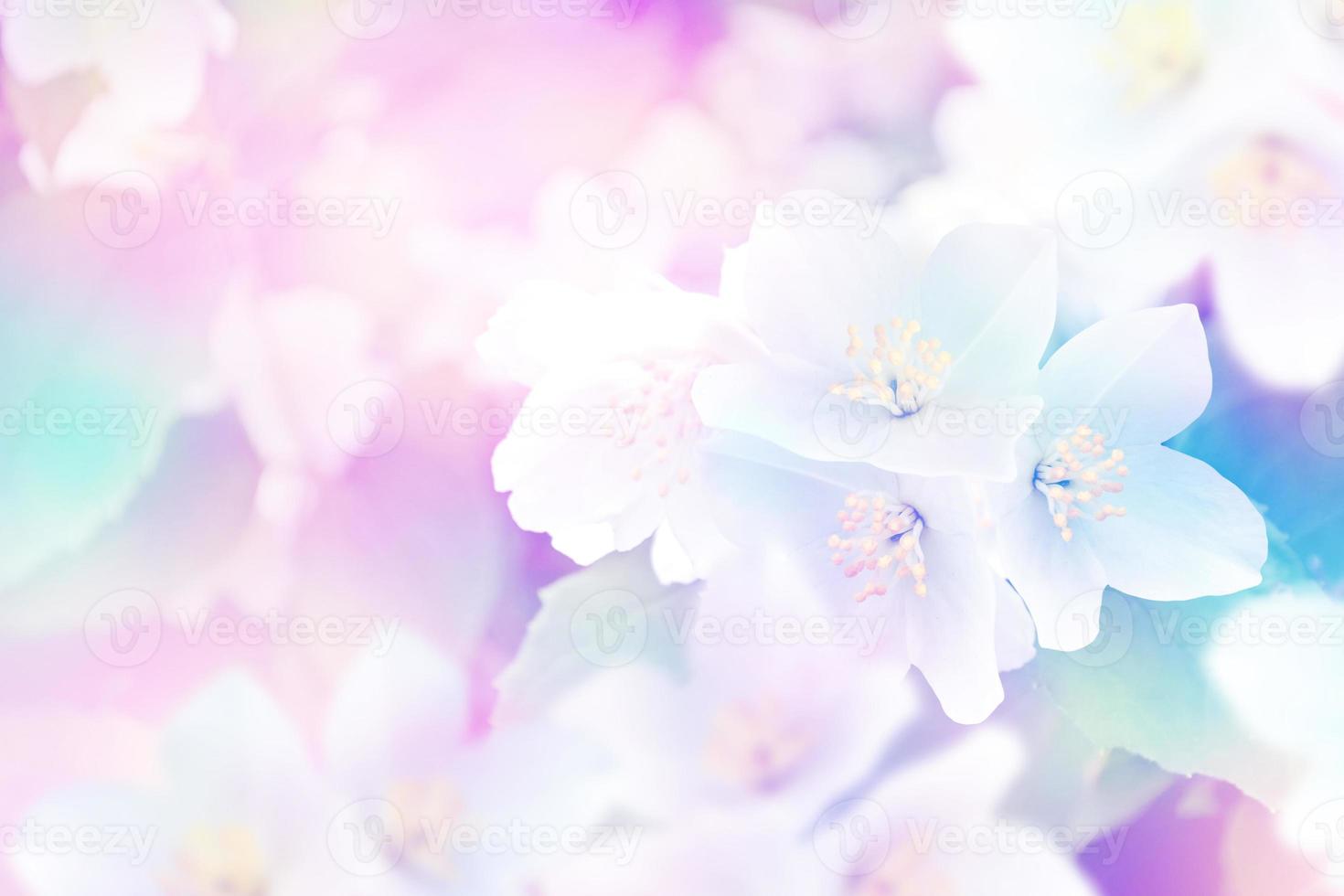 paysage de printemps avec de délicates fleurs de jasmin. fleurs blanches photo