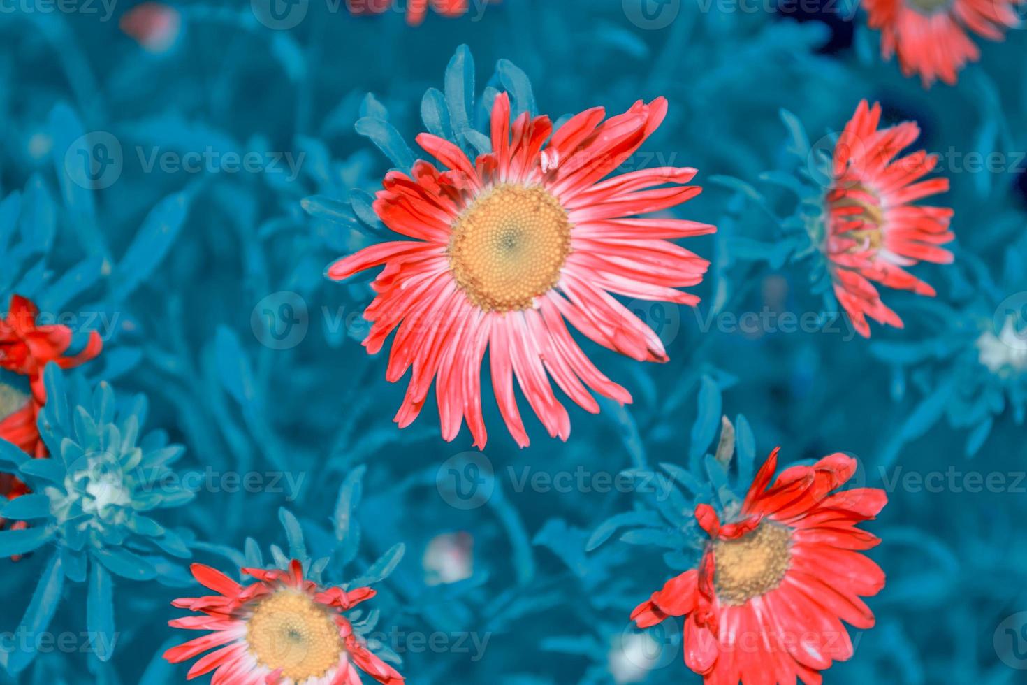 fleurs d'aster colorées sur fond de paysage d'automne photo