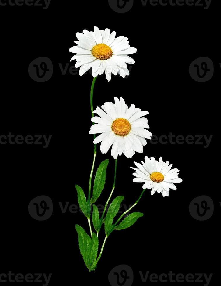 marguerites été fleur blanche isolée sur fond noir. photo