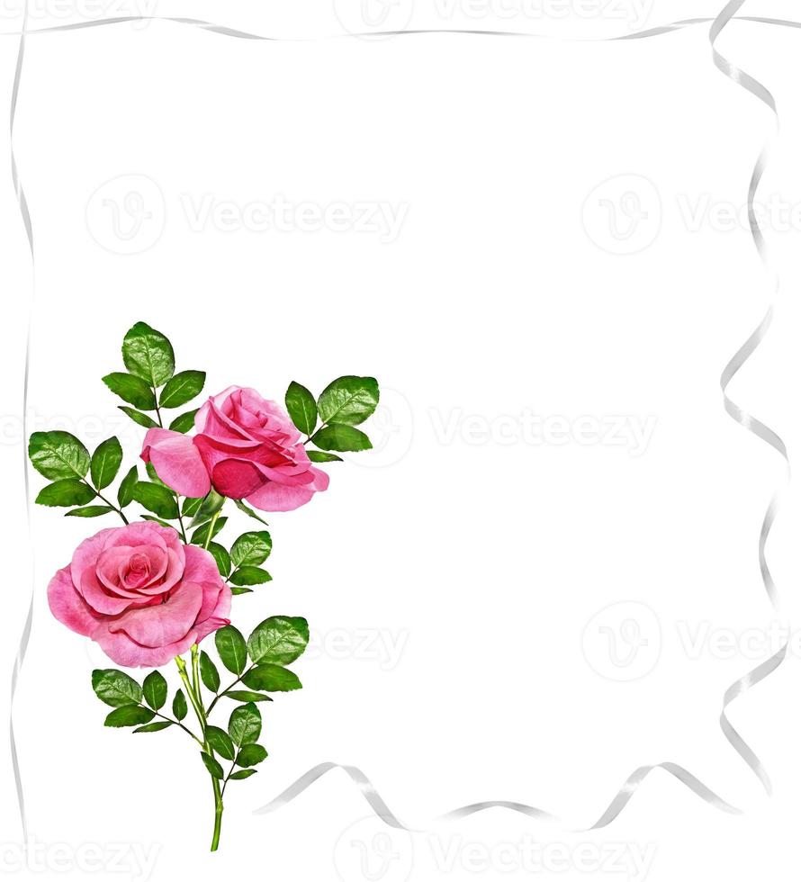 Boutons floraux de roses isolés sur fond blanc photo