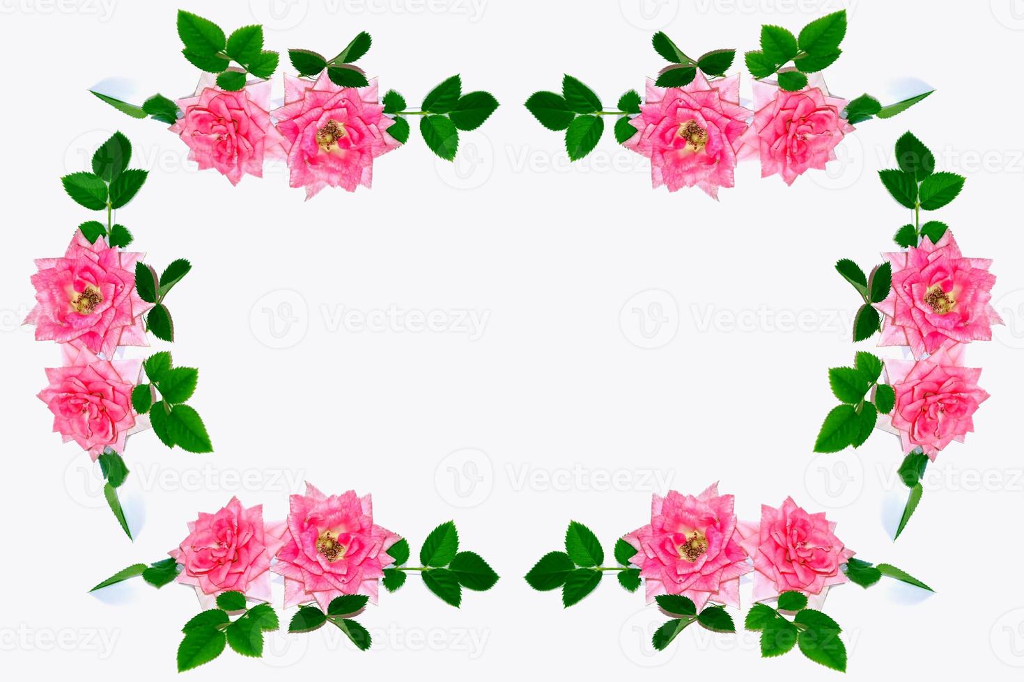 roses de bourgeon de fleur sur un fond blanc photo