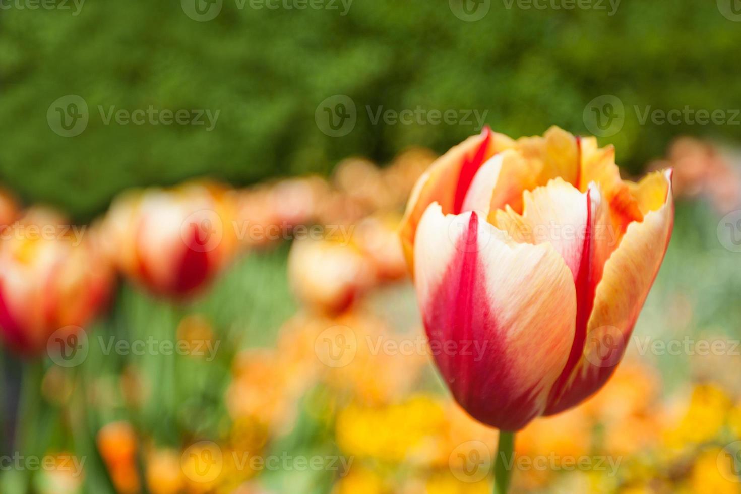 tulipe jaune rouge photo