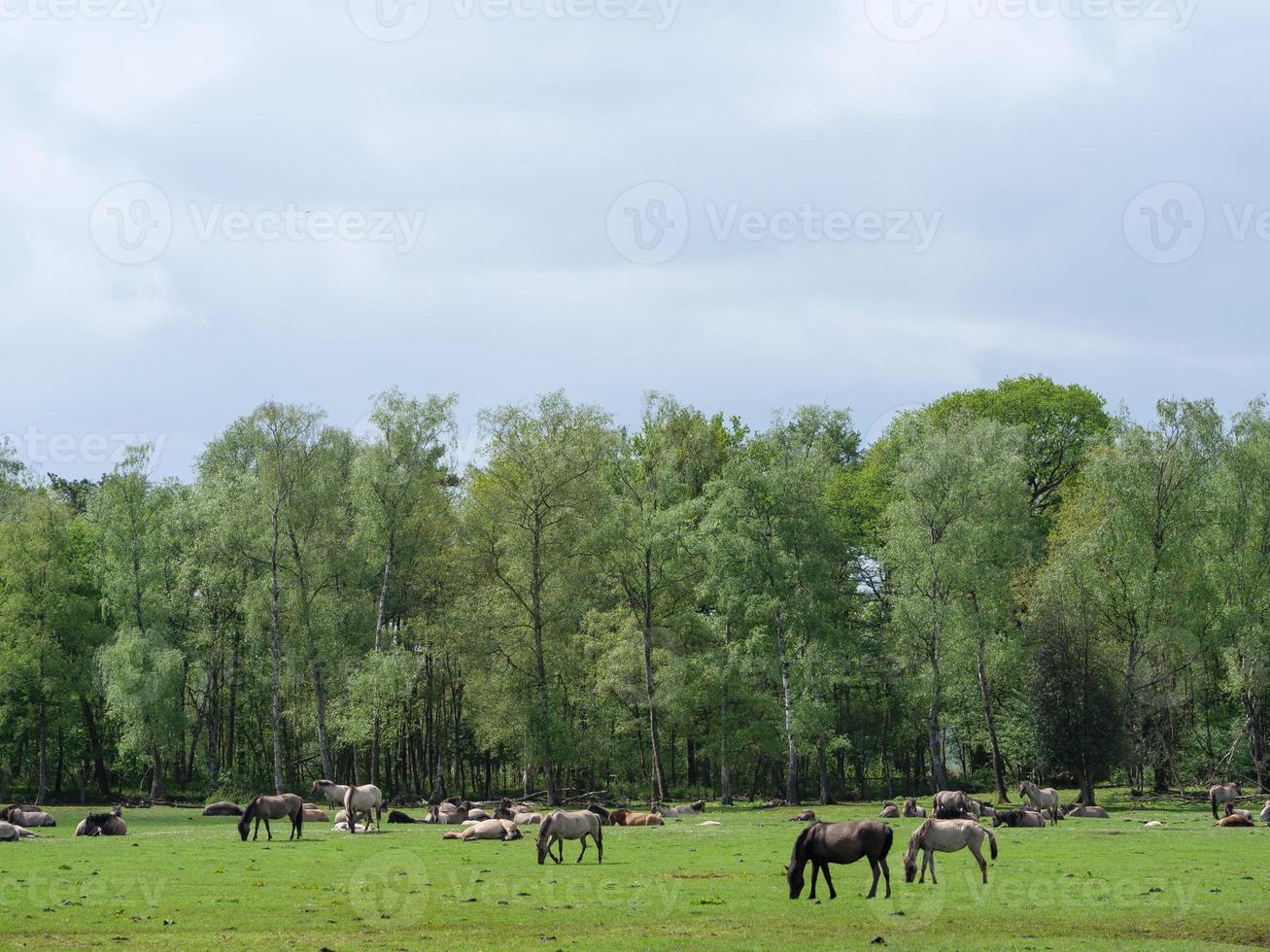 chevaux sauvages dans le muensterland allemand photo