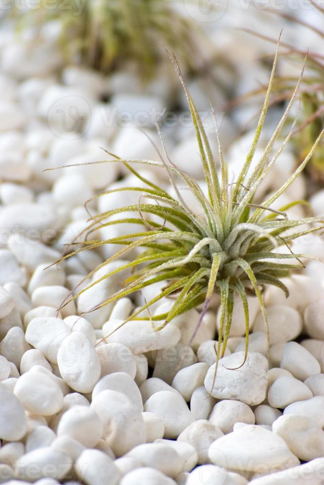 plante succulente verte sur des cailloux blancs dans un cadre zen du désert photo