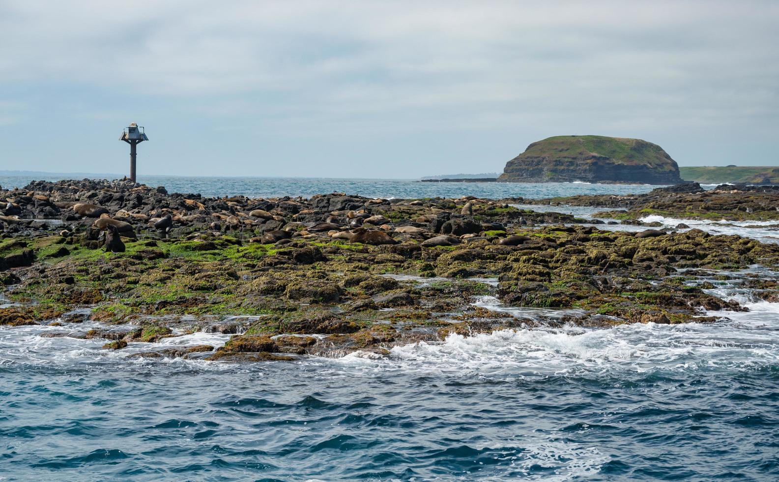 seal rock island la plus grande colonie de phoques près de l'île phillip de l'état de victoria en australie. photo