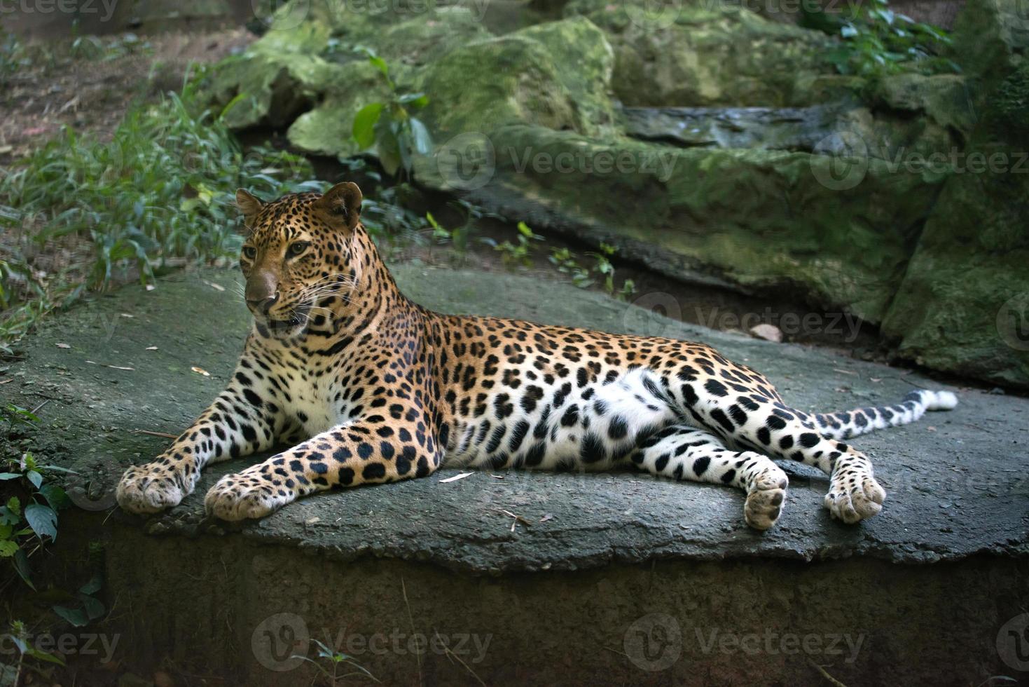 léopard panthera pardus photo