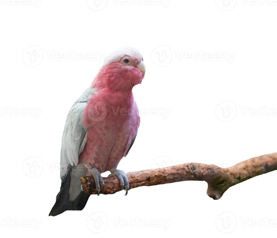 cacatoès galah isolé photo