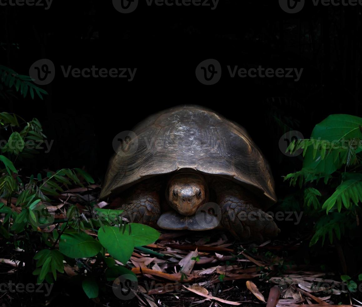 tortue dans la forêt sombre photo