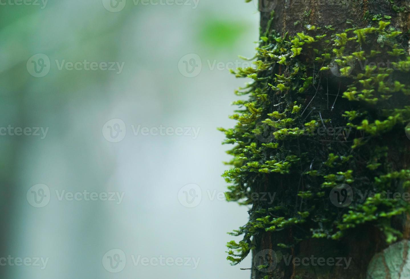 mousse sur tronc d'arbre photo