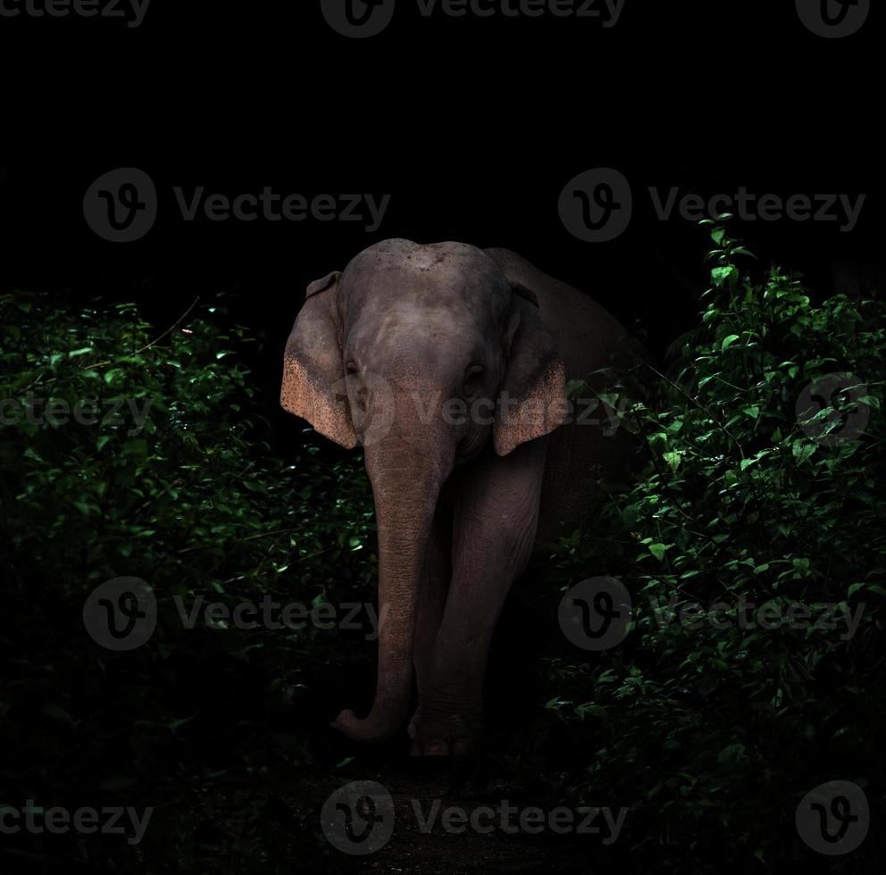 éléphant d'asie dans la forêt sombre photo