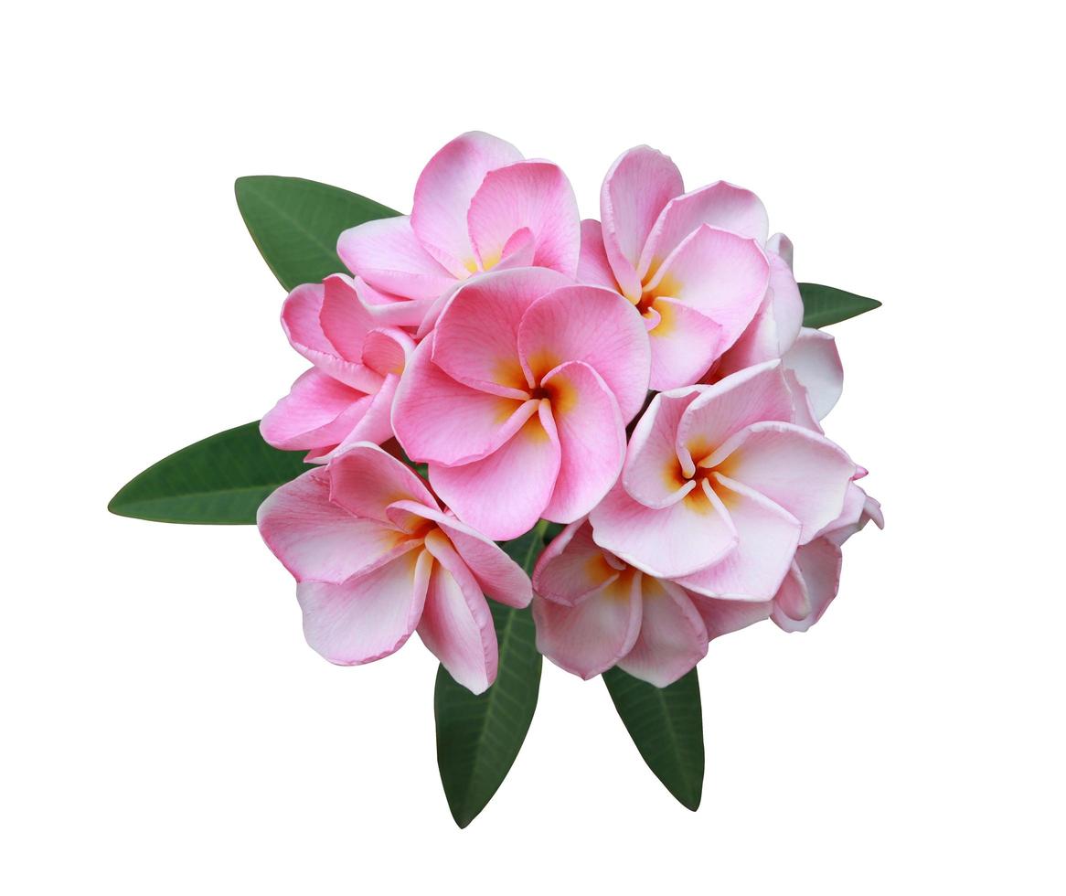 fleurs de plumeria ou de frangipanier ou d'arbre de temple. gros plan bouquet de fleurs de plumeria rose-blanc sur des feuilles vertes isolées sur fond blanc. vue de dessus bouquet de fleurs rose-violet. photo