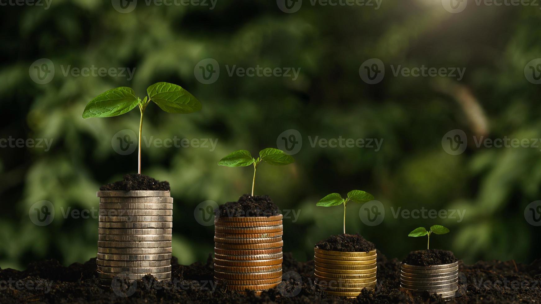 Étape de croissance des plantes avec pile de pièces sur la saleté et le soleil dans la lumière du matin de la nature. concept d'économie d'argent. photo