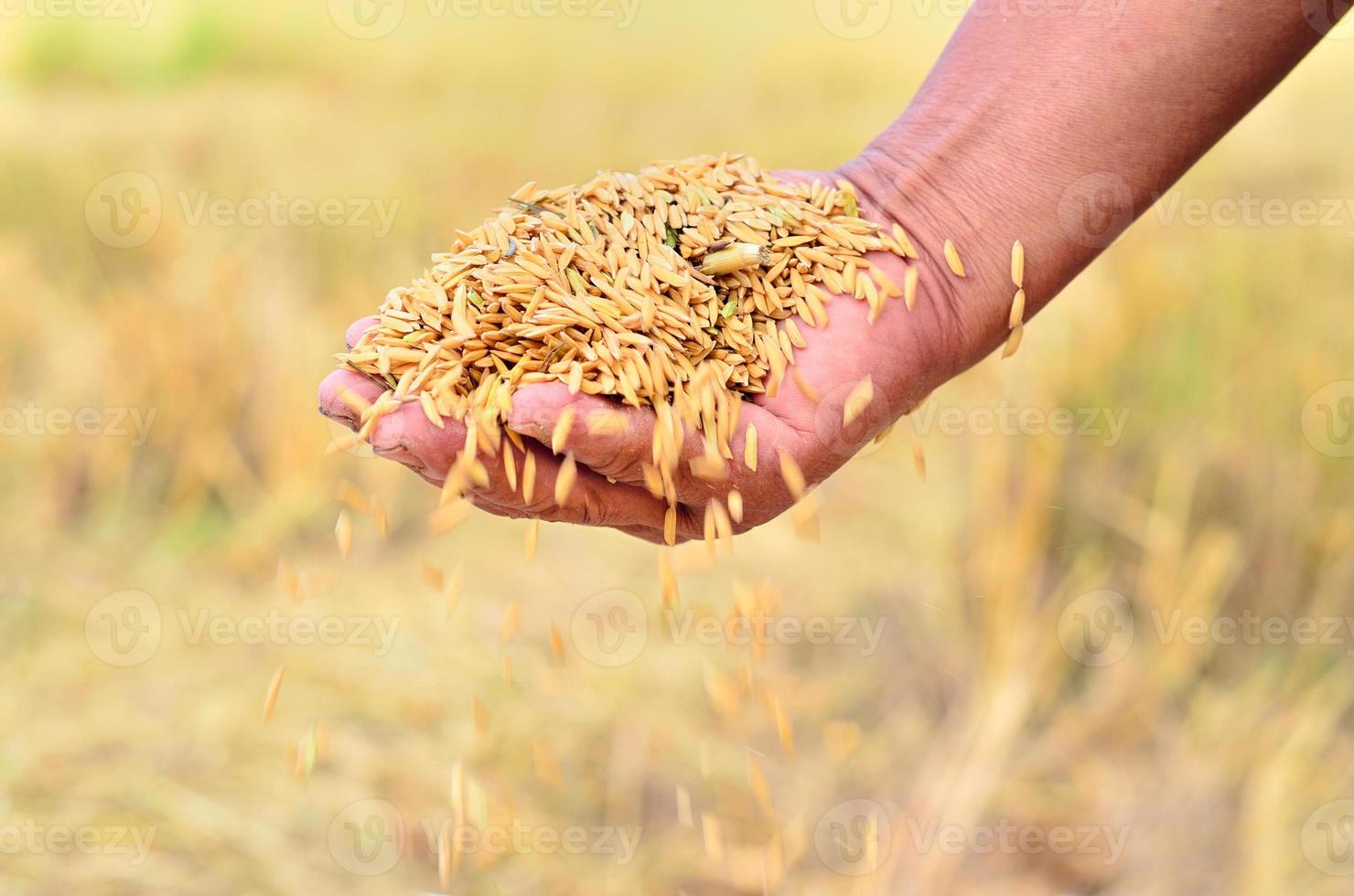 graines de riz au jasmin dans la main de l'agriculteur photo