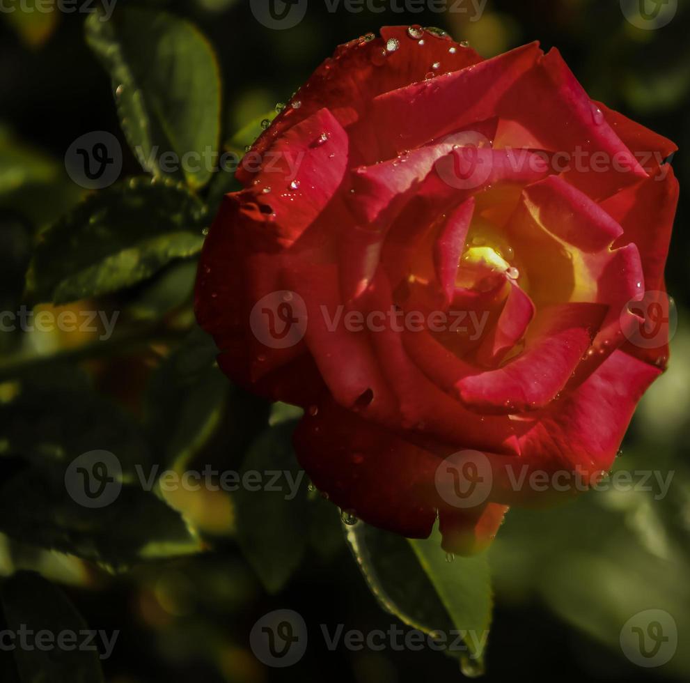 une fleur de rose thé rouge et jaune photo