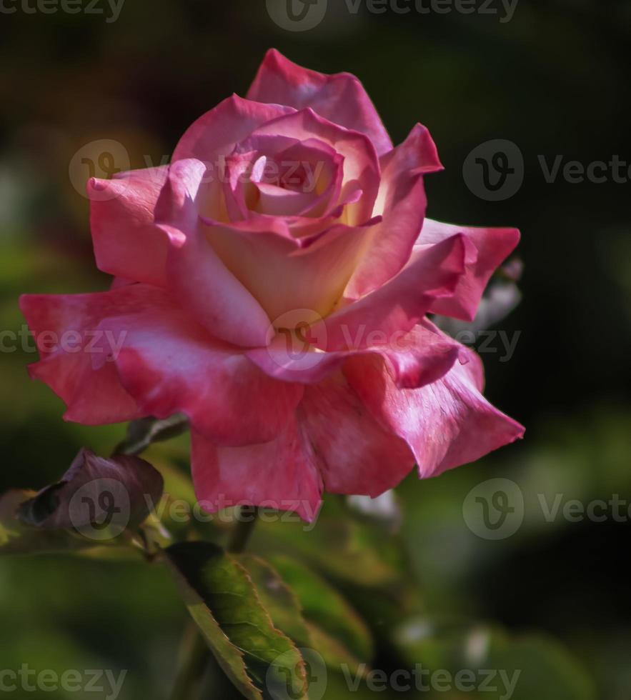 une rose thé rose et blanche photo