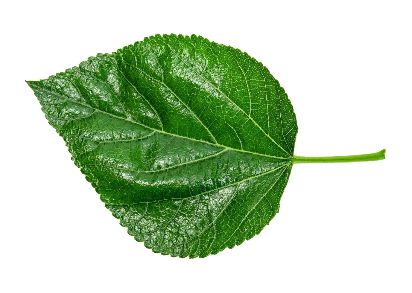 feuillage de mûrier, motif de feuilles vertes de plantes à feuilles tropicales isolées sur fond blanc photo