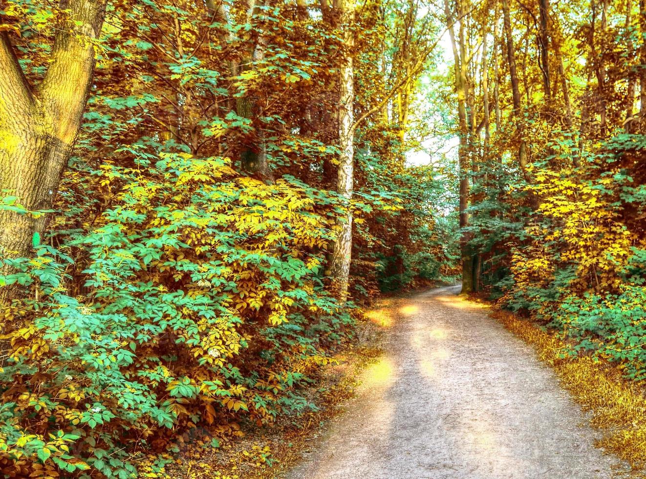 belle vue panoramique sur un paysage d'automne doré trouvé en europe photo